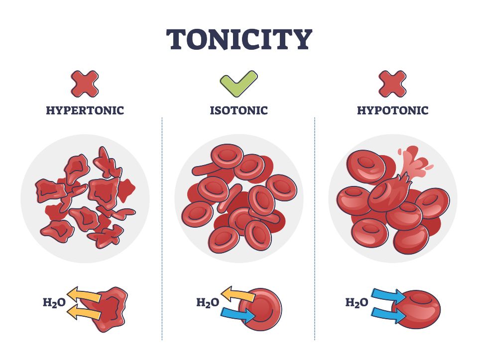 Tonicity as osmotic hypertonic, isotonic, hypotonic pressure outline diagram. Labeled educational comparison with water concentration in red blood cells vector illustration. Liquid exchange balance.