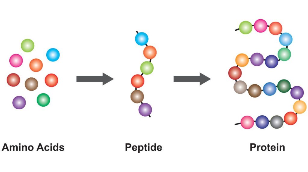 biochemial structure of amino acids, peptides and proteins molecular model